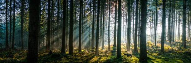 istock Sunlight streaming through misty pine forest woodland panorama at sunrise 940047024