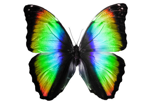 istock beautiful multicolored butterfly isolated on white background 940050188