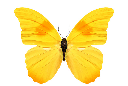 hermosa mariposa amarillo aislado sobre fondo blanco photo