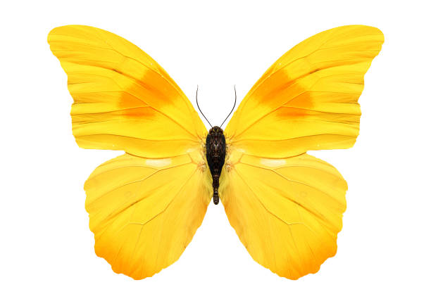 istock beautiful yellow butterfly isolated on white background 940050190