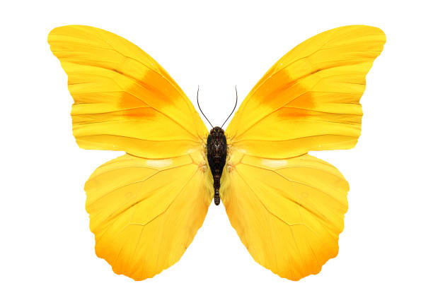 красивая желтая бабочка изолированы на белом фоне - isolated on yellow стоковые фото и изображения