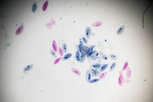 el paramecium bajo microscopia ligera - paramecium fotografías e imágenes de stock