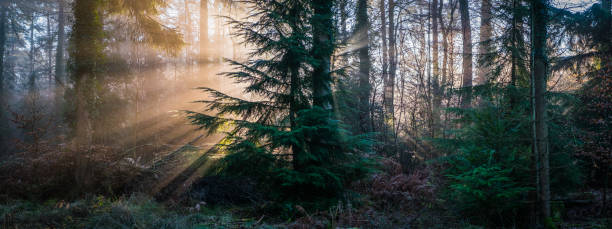 istock Golden rays of sunlight streaming through a misty forest panorama 940053256