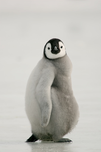 Profile view of an Emperor penguin chick standing on the ice. Antarctica.