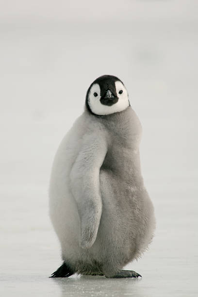 gordura pinguim-imperador chick - antarctica penguin bird animal imagens e fotografias de stock