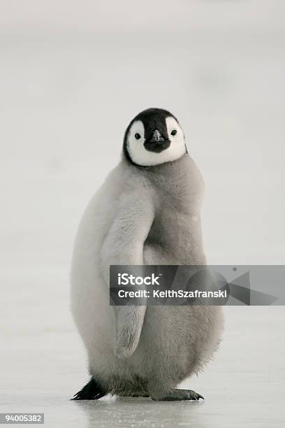 Gordura Pinguimimperador Chick - Fotografias de stock e mais imagens de Pinguim - Pinguim, Pássaro jovem, Gordo