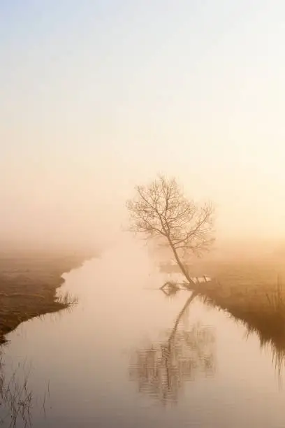 Photo of Lonely tree on the river in morning light