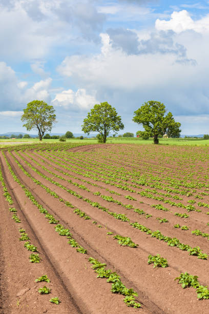 potatisplantor på ett fält i en landsbygdens landskap - potatis sweden bildbanksfoton och bilder