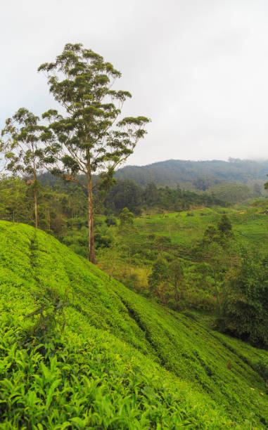 istock tea plantations high in the mountains 940058820