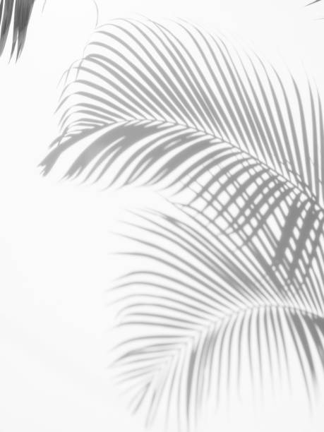 istock abstract background of shadows palm leaves on a white wall. White and Black 940059008