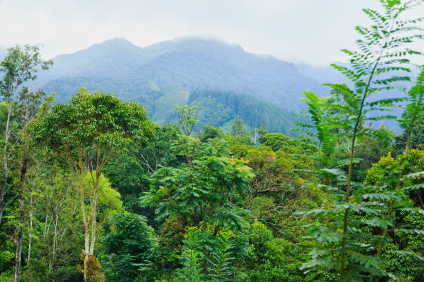 istock tea plantations high in the mountains 940059096