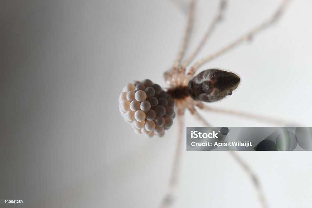 Cellar spiders or long legged Spider with her eggs in Thailand and Southeast Asia. Animal Egg Stock Photo