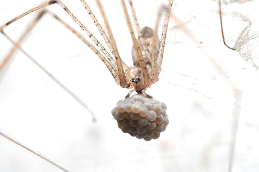 Cellar spiders or long legged Spider with her eggs in Thailand and Southeast Asia.