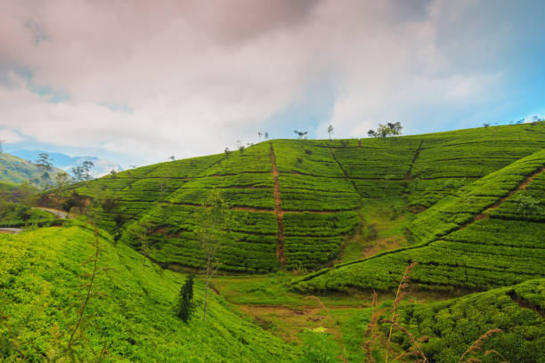 istock tea plantations high in the mountains 940061612