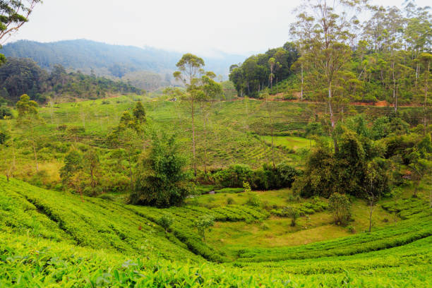 istock tea plantations high in the mountains 940061742