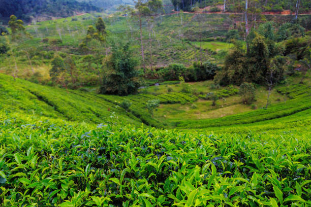 istock tea plantations high in the mountains 940061782