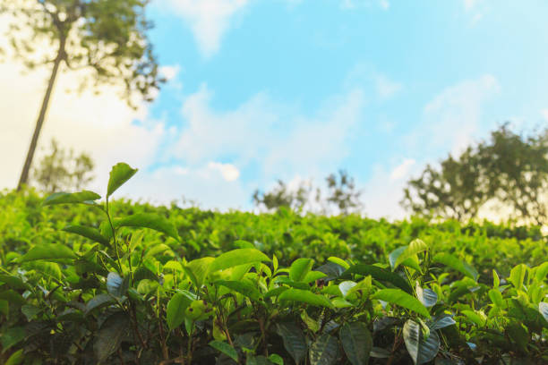 istock tea plantations high in the mountains 940062198