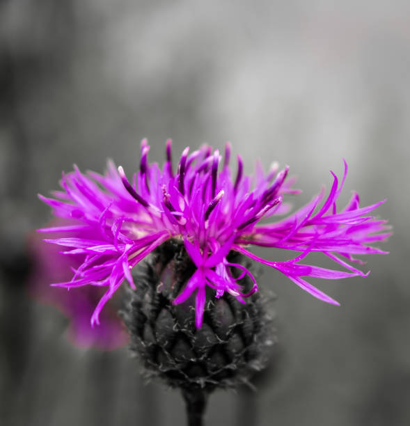 istock Purple flower over black and white 940062460