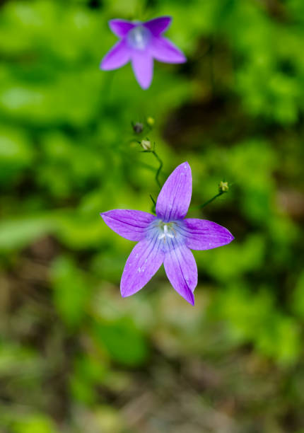 istock Two campanulas, bellflowers in the meadow 940062468