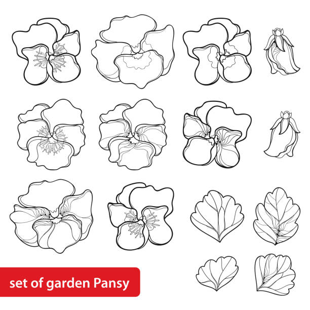 Vector set with outline Pansy or Heartsease or Viola tricolor flower and leaf in black isolated on white background. Vector set with outline Pansy or Heartsease or Viola tricolor flower and leaf in black isolated on white background. Pansy flowers in contour style for floriculture, summer design and coloring book. pansy stock illustrations