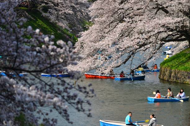 osservazione dei fiori di ciliegio dalla barca a chidorigafuchi, tokyo - japan nautical vessel sakura tokyo prefecture foto e immagini stock