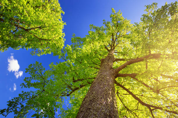 liście drzew w świetle porannym - linden tree zdjęcia i obrazy z banku zdjęć