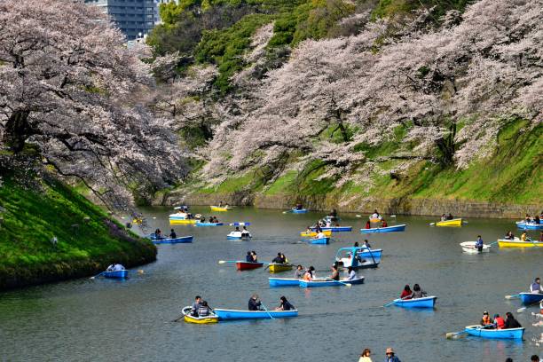 osservazione dei fiori di ciliegio dalla barca a chidorigafuchi, tokyo - japan nautical vessel sakura tokyo prefecture foto e immagini stock