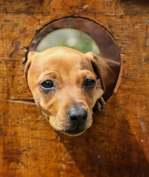 istock Cute brown puppy poking its face through a hole 940065806