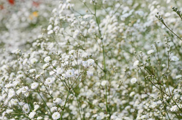 istock Gypsophila paniculata flower 940065822