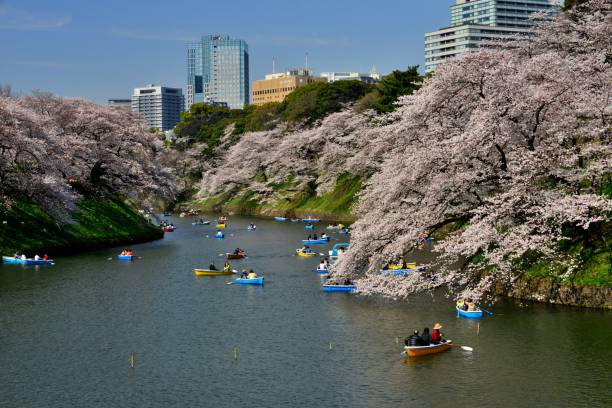 osservazione dei fiori di ciliegio dalla barca a chidorigafuchi, tokyo - japan nautical vessel sakura tokyo prefecture foto e immagini stock
