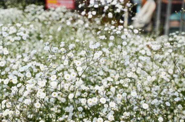 istock Gypsophila paniculata flower 940065970