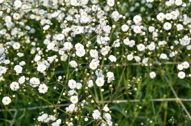 istock Gypsophila paniculata flower 940066068