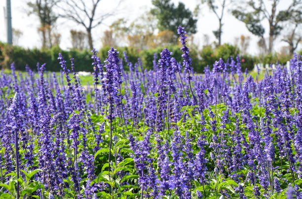 istock Salvia officinalis flower 940066194