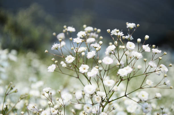 Gypsophila paniculata flower arrangement,babys,background,beautiful,bouquet,breath,bridal,decoration,elegant,floral,flower,fresh,garden,green,gypsophila,gypsophila paniculata,nature,paniculata,pattern,plant,pure,spring,summer,texture,wedding,white gypsophila stock pictures, royalty-free photos & images