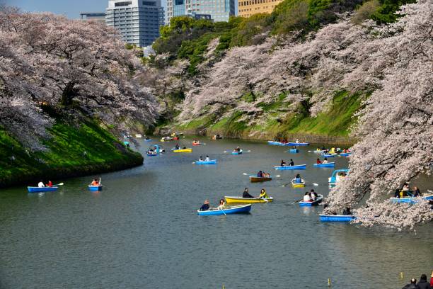 osservazione dei fiori di ciliegio dalla barca a chidorigafuchi, tokyo - japan nautical vessel sakura tokyo prefecture foto e immagini stock