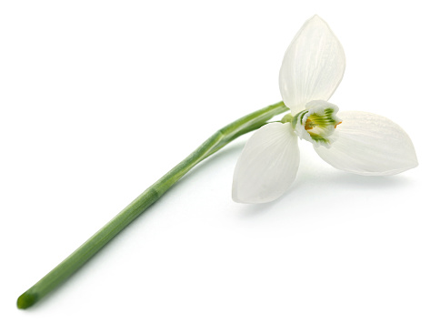 Snowdrop flower over white background