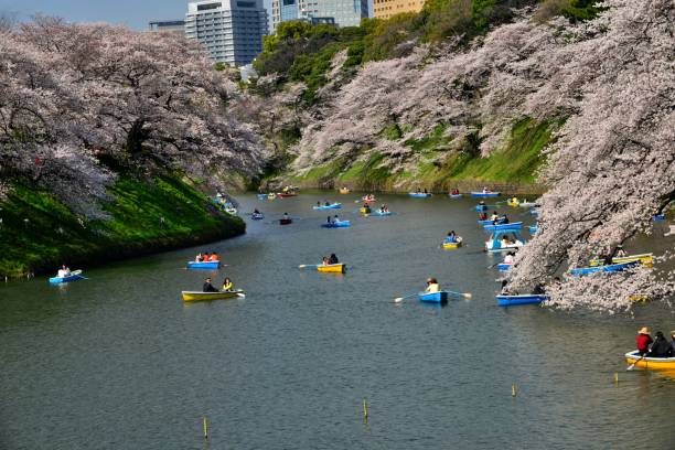 osservazione dei fiori di ciliegio dalla barca a chidorigafuchi, tokyo - japan nautical vessel sakura tokyo prefecture foto e immagini stock