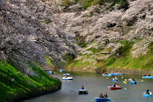 osservazione dei fiori di ciliegio dalla barca a chidorigafuchi, tokyo - japan nautical vessel sakura tokyo prefecture foto e immagini stock