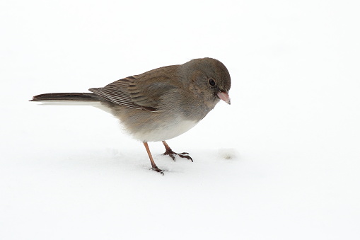 A Dark Eyed Junco picks up birdseed scattered over the snow during a winter storm.