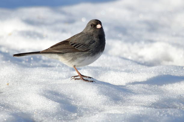 istock Dark Eyed Junco in Snow 940069318