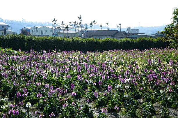 istock Digitalis purpurea , Common Foxglove 940069344