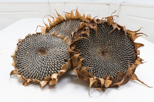 Freshly harvested and dried sunflower heads on white background wooden rustic table, seeds ready for harvesting with copy space
