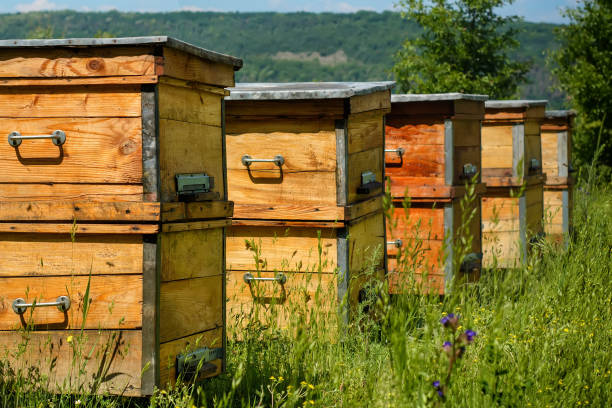 istock Hives in an apiary with bees. Apiculture. 940071020