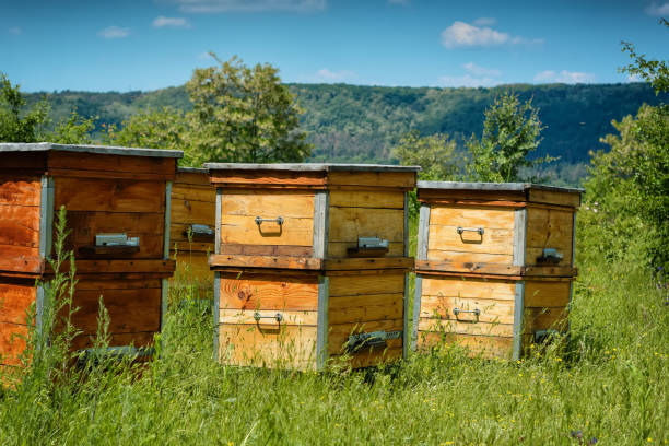 istock Hives in an apiary with bees. Apiculture. 940071168