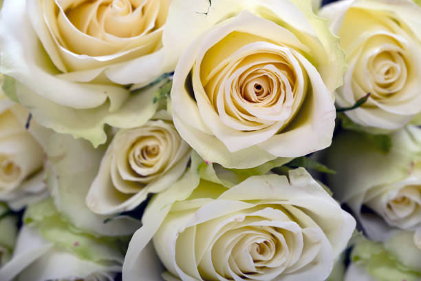 istock Bright yellow roses background 940075386