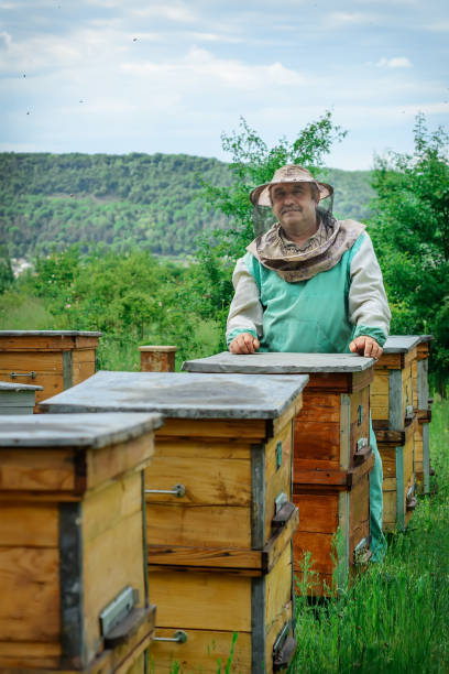 istock Beekeeper in an apiary near the hives. Apiculture. Apiary. 940078150