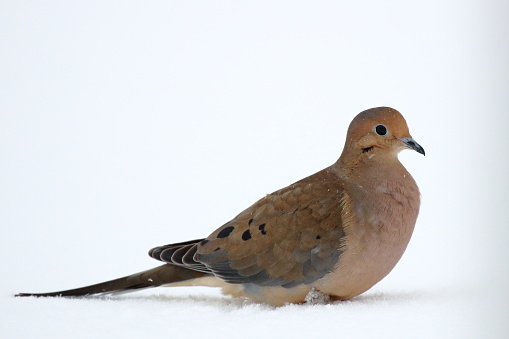 A Mourning Dove rests in the snow on a winter day.