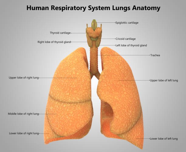 3D Illustration of Human Respiratory System Lungs Label Design Anatomy