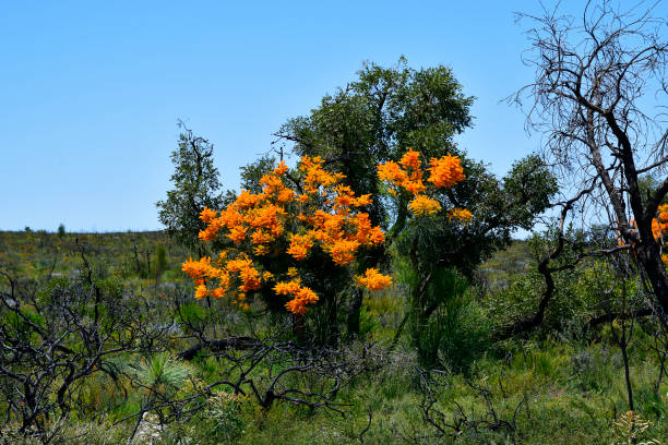 istock Australia, WA, Nature, Botany 940079758