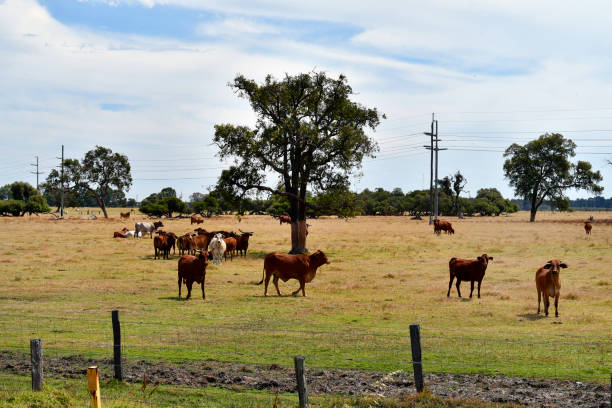 istock Australia, WA, Livestock 940081958